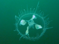 meduse2 150